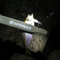 ナイトアジング