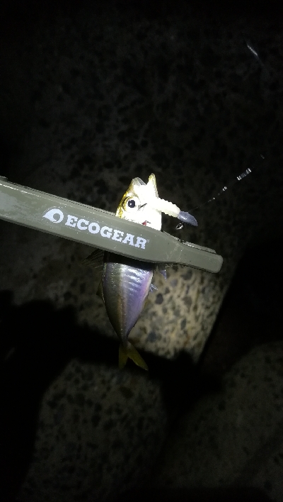 ナイトアジング