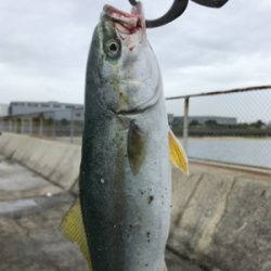 ノマセ がスゴい