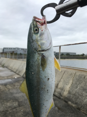 ノマセ がスゴい