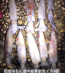 アジおらんおもたら、剣先イカ回ってきてた