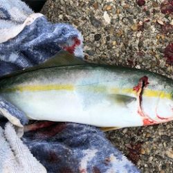 モジャコワカナツバス祭り