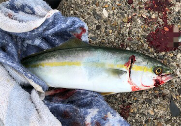 モジャコワカナツバス祭り