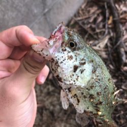 大きいのバラしました…