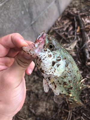 大きいのバラしました…