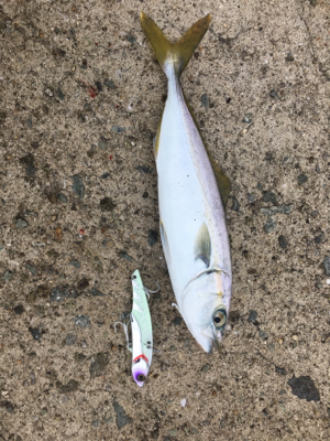 ツバス祭りまだまだ続く