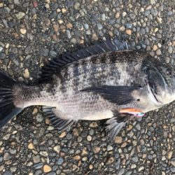 チヌが遊んでくれました。