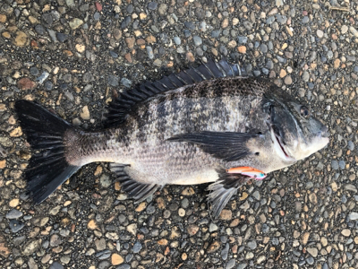 チヌが遊んでくれました。
