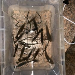 テナガエビ釣り