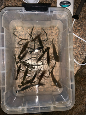 テナガエビ釣り