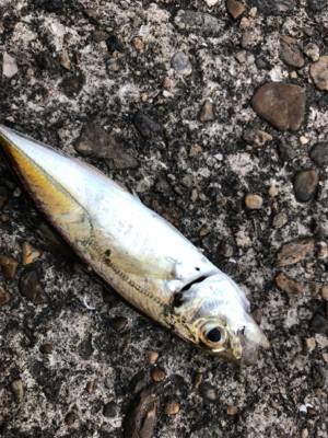 豆アジ デイゲーム