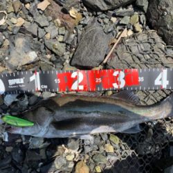 トップシーバス