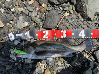 トップシーバス