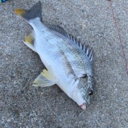 うなぎ、キビレ