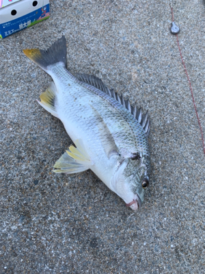 うなぎ、キビレ