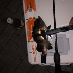 アジング メバリング