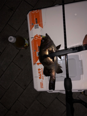 アジング メバリング