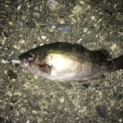 まだまだメバル