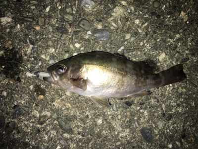 まだまだメバル