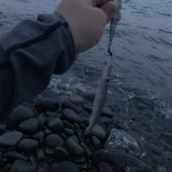 沼津サーフでシイラ