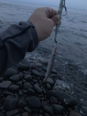 沼津サーフでシイラ