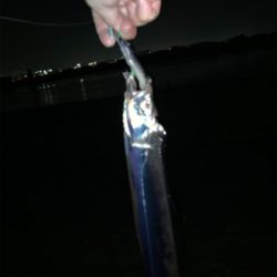 深夜の待望のタチウオ