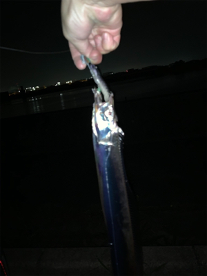 深夜の待望のタチウオ