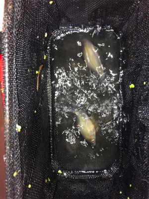 たまにはギンブナ釣り！