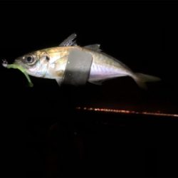 アジ4時間耐久バトル