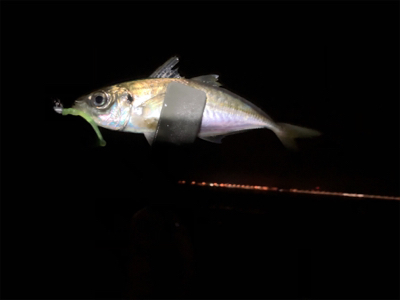 アジ4時間耐久バトル