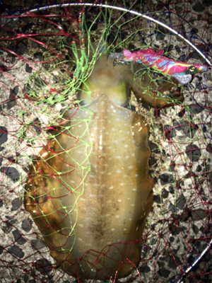 アオリイカが好調です