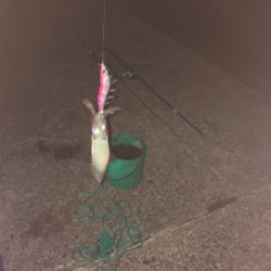 夜釣り