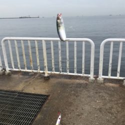 南港サバ楽しい！