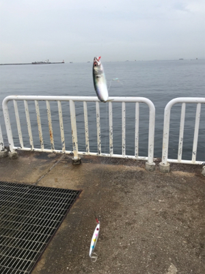 南港サバ楽しい！