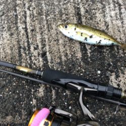 もう大きいのはいないか