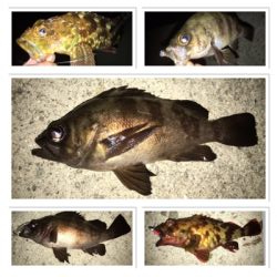 貝塚ライトゲーム