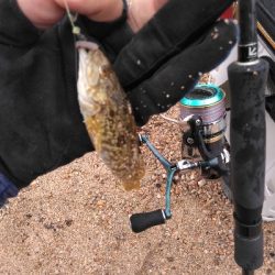 シロギスを求めて日本海