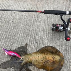 鹿児島帰省エギング(^^)