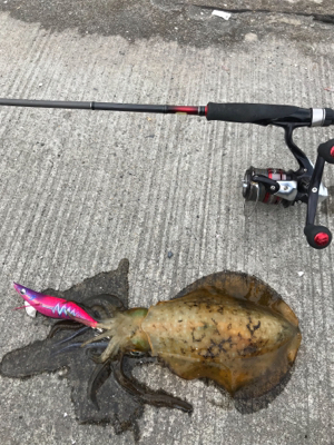 鹿児島帰省エギング(^^)