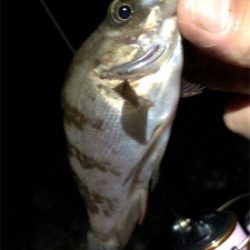 まだまたメバル