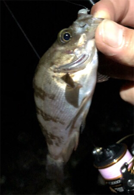 まだまたメバル