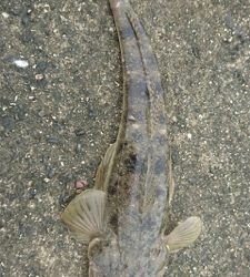 鈴鹿サーフ!マゴチシーズン突入ですね