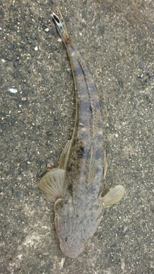 鈴鹿サーフ!マゴチシーズン突入ですね