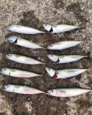 のんびり釣りしましょ〜