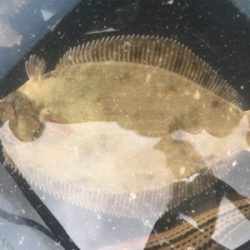 紀州釣り 難しくて面白い！