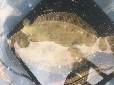 紀州釣り 難しくて面白い！