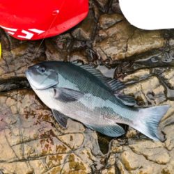 見老津で磯釣り