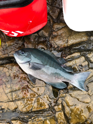 見老津で磯釣り