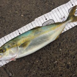 ツバス多いです！