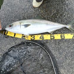 人生初の青物はメジロ